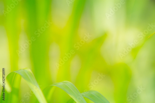 the leaf close-up in nature background