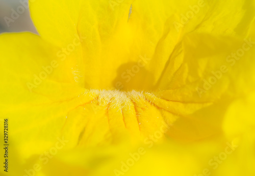 the flower in nature background