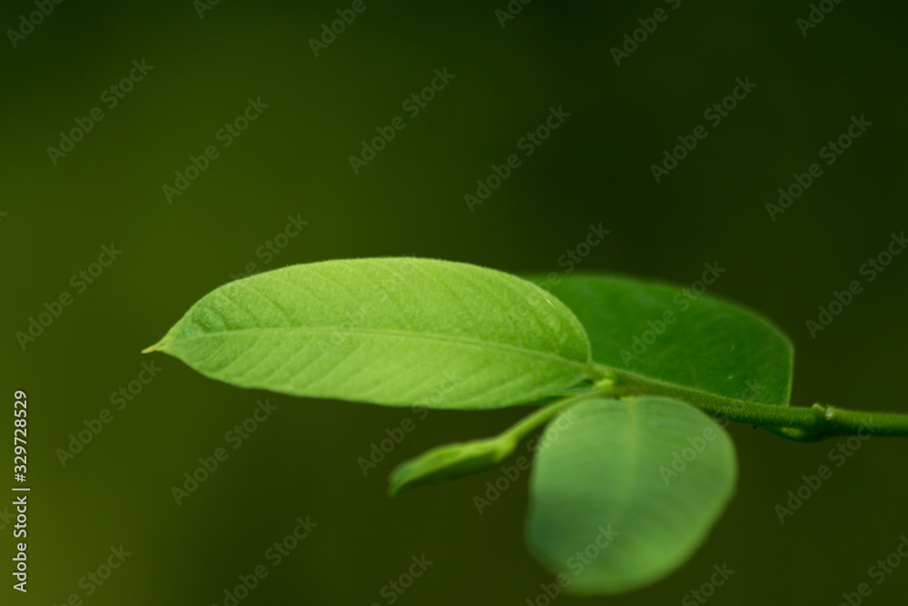 the leaf close-up in nature background the leaf close-up in nature background