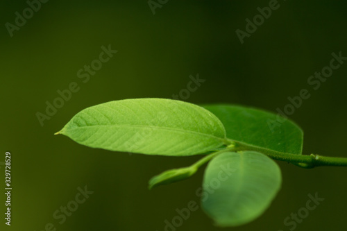 the leaf close-up in nature background