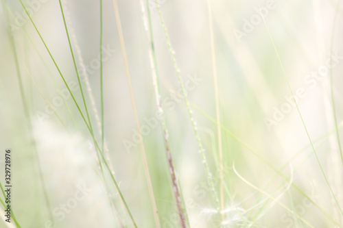 glass on softligth abstract background