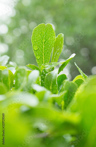 the leaf close-up in nature background