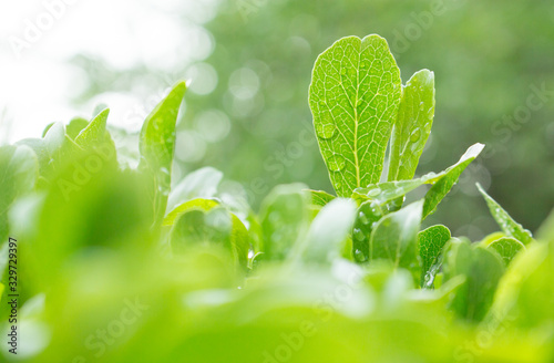 the leaf close-up in nature background