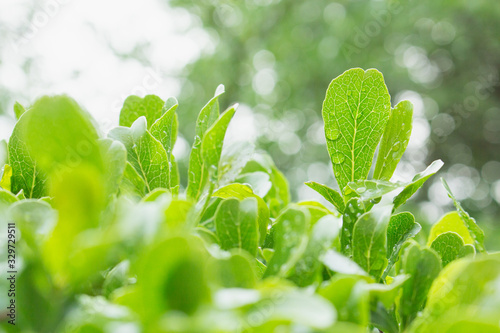 the leaf close-up in nature background