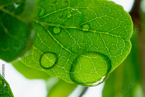 the water drop on leaf in macro view