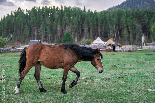 Two racehorses in the pasture on the background of the Altai mountains.