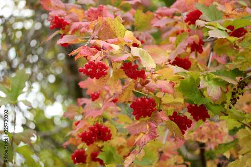 Viburnum berries on bushes in autumn - Gilaburu