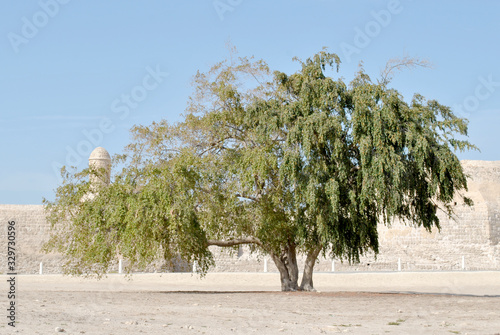 Sidra Tree in the sunny day at Bahrain Fort
