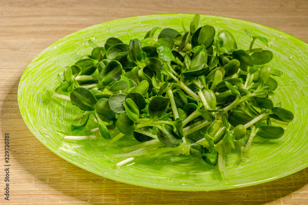 Homegrown sunflower micro green sprouts on the plate close up. Microgreens on wooden table. Food photography. Concept of health and growing. Modern gastronomy Homegrown sunflower micro green sprouts on the plate close up. Microgreens on wooden table. Food photography. Concept of health and growing. Modern gastronomy