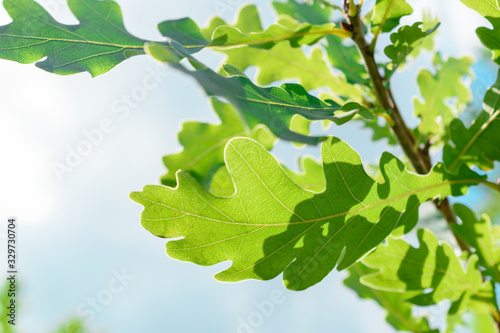 Green oak leaves against the blue sky. Close-up. photo