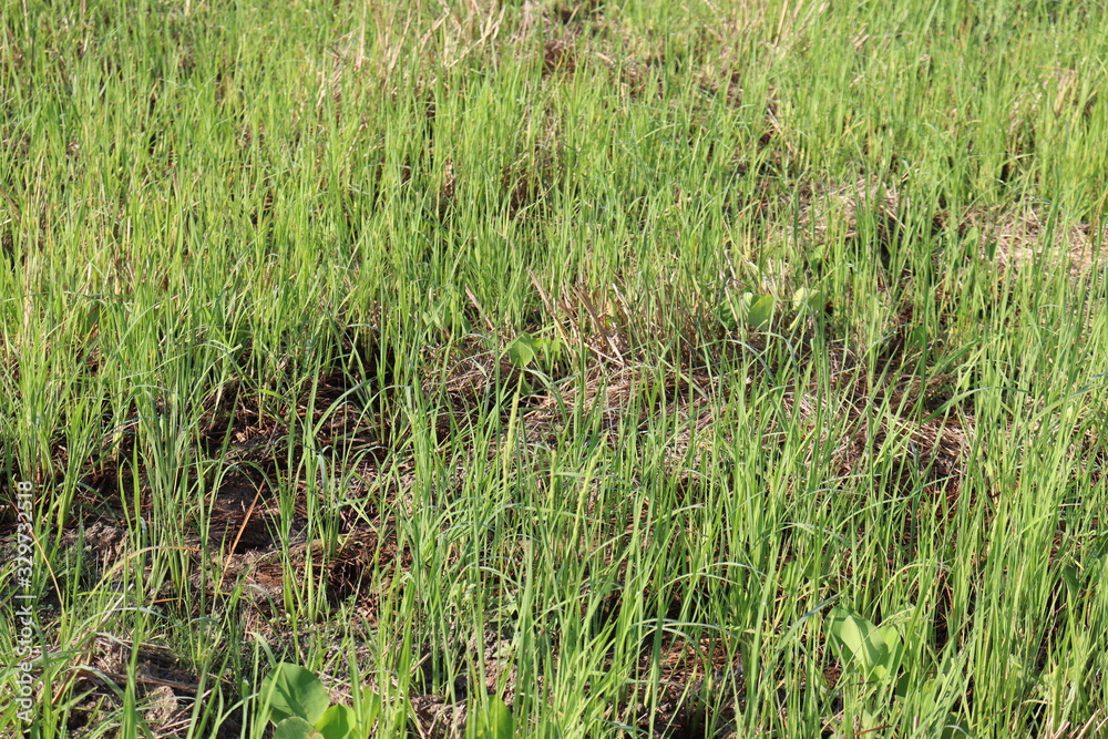 green grass in the field green grass in the field