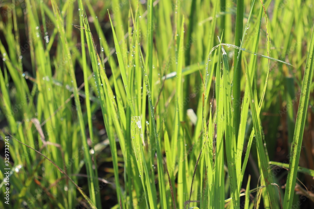 green grass with water drops green grass with water drops