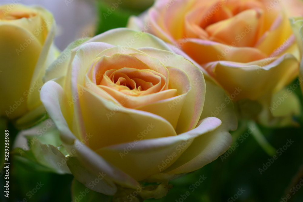 yellow rose yellow rose