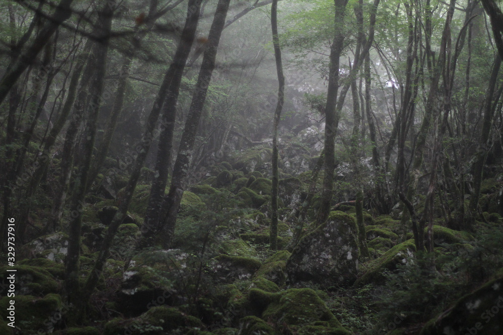 Fototapeta premium Moss forest_009