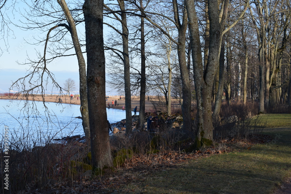 Fototapeta premium trees in fog