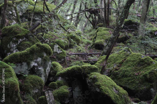 Moss forest_008 © KOJIkun