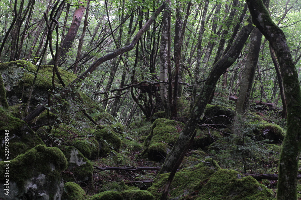 Moss forest_005