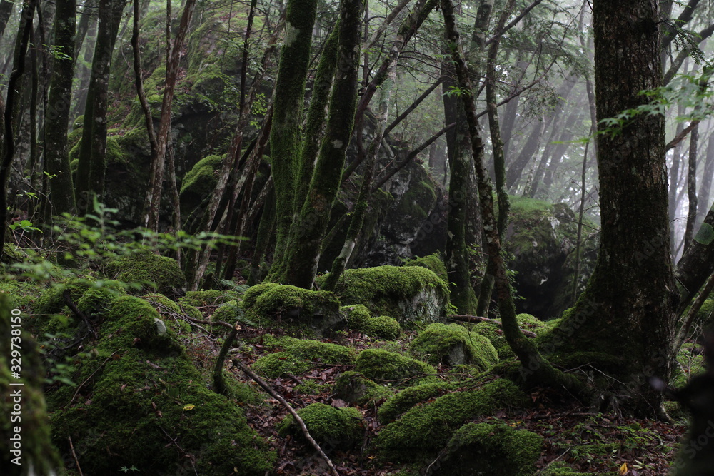 Moss forest_004
