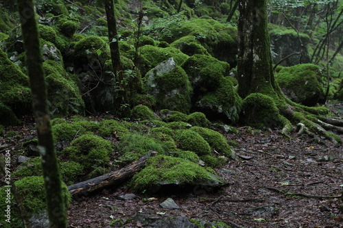 Moss forest_003 © KOJIkun
