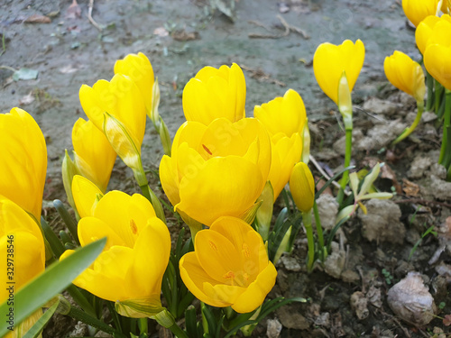 Yellow crocus flowers ( sternbergia ) growing on a bed in the ground. photo