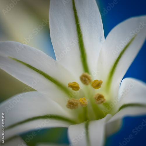 Flor deAllium triquetrum (conocido como lágrimas de la virgen y 