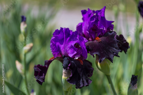 Violet irises closeup, spring flowers in the meadow. Natural background.