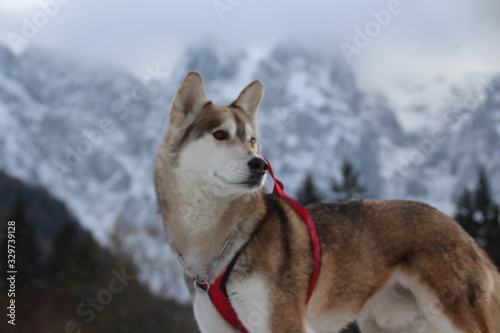 SIBERIAN HUSKY photo