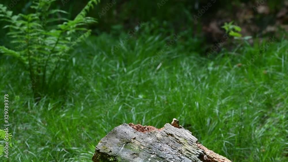 European honey buzzard taking off from tree stump