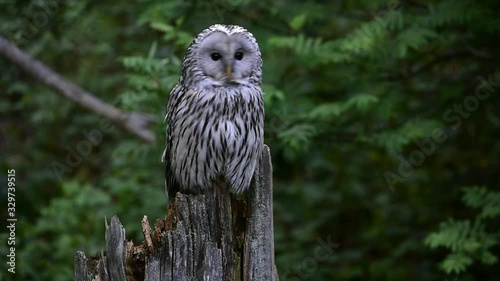 Ural owl (Strix uralensis) perched on tree stump in forest