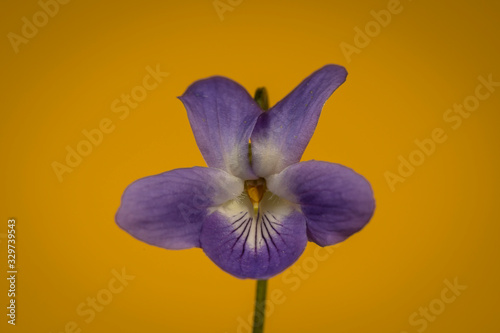 Primer plano de flor de violeta com  n o viola  Viola odorata  