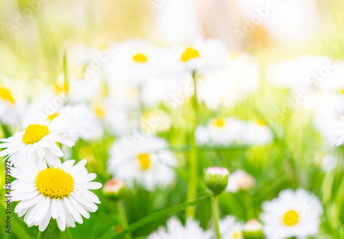 Daisy meadow in the sunshine