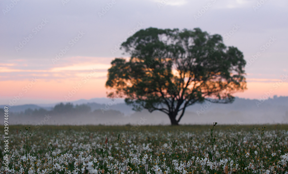 Obraz premium Amazing sunset over the field of beautiful yellow wild daffodils