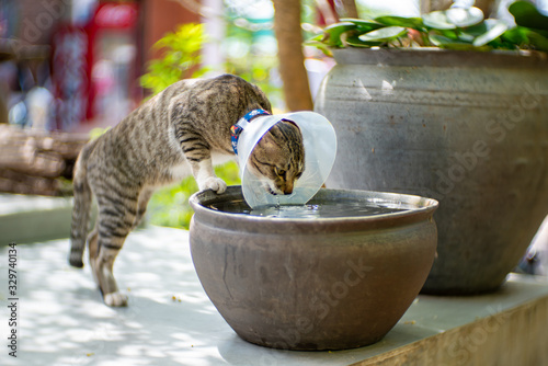 The striped cat Elizabethan collar drinking water in the jar, portrait of Thai cat