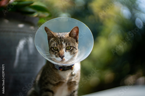 Portrait of striped cat with Elizabethan collar at the garden, close up Thai cat
