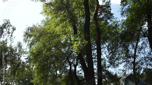 trees stagger during the day
