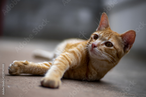 Portrait of ginger cat resting, close up Thai cat 