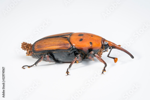 Picudo rojo (Rhynchophorus ferrugineus) gran coleoptero parasitado por acaros de la familia Uropodidae sp.