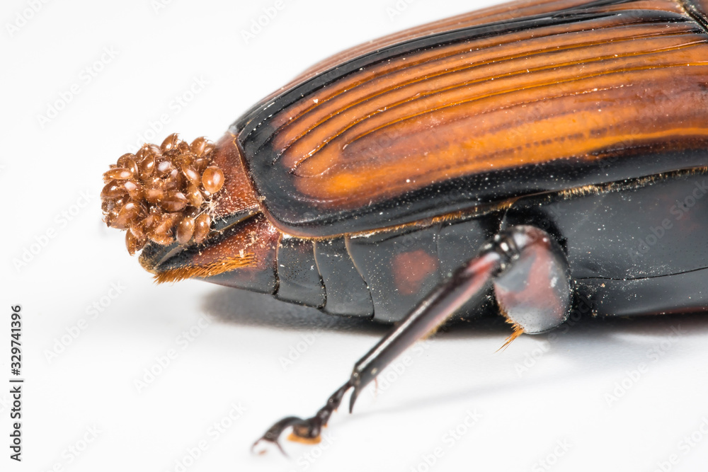 Picudo rojo (Rhynchophorus ferrugineus) gran coleoptero parasitado por