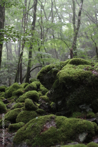 Moss forest