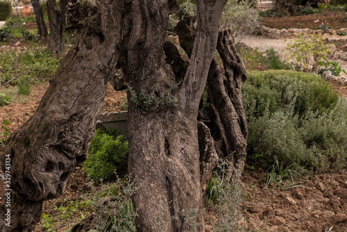 Old olive trees in the garden of Gethsemane  Jerusalem
