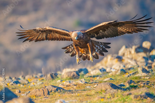 Golden eagle - Aquila chrysaetos
