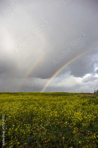 Rainbow against the background of clouds and a yellow field of rapeseed