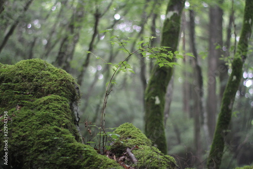Moss forest