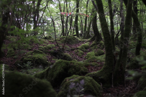 Moss forest