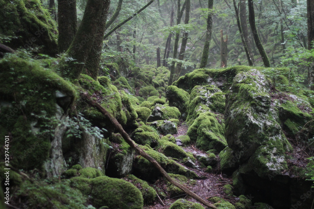 Moss forest Moss forest
