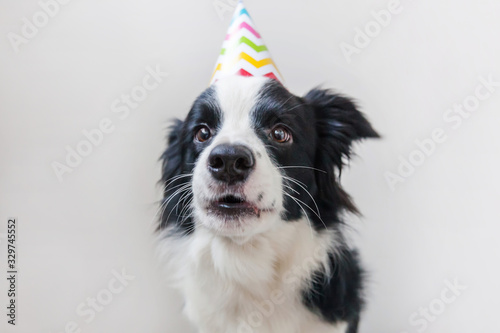 Funny portrait of cute smilling puppy dog border collie wearing birthday silly hat looking at camera isolated on white background. Happy Birthday party concept. Funny pets animals life.