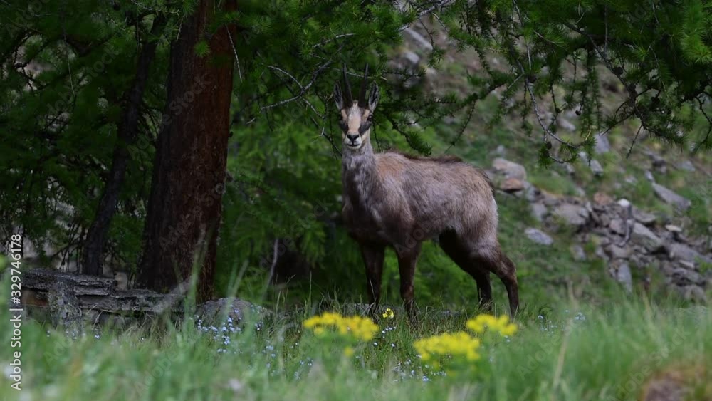 Alpine chamois in forest under larch tree in the Alps Alpine chamois in forest under larch tree in the Alps