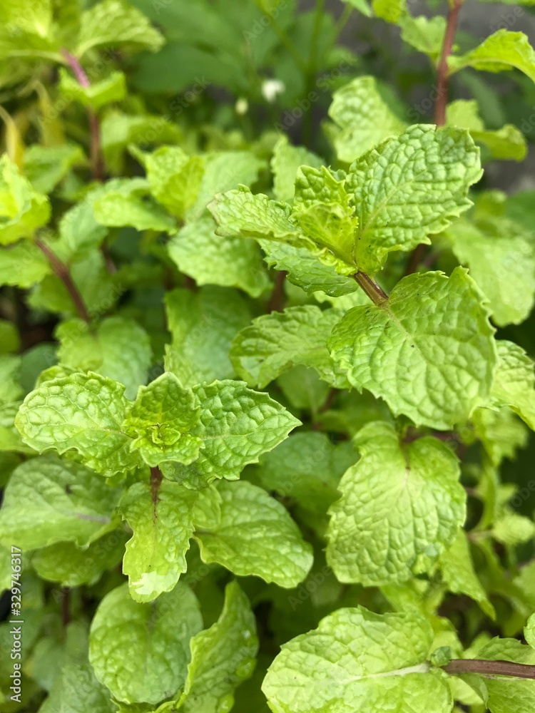 Fresh mint leave herbs background in garden. mint leaf natural meaning Fresh mint leave herbs background in garden. mint leaf natural meaning