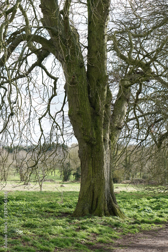 Old trees, Avenue, East Town Park, Haverhill, UK Old trees, Avenue, East Town Park, Haverhill, UK