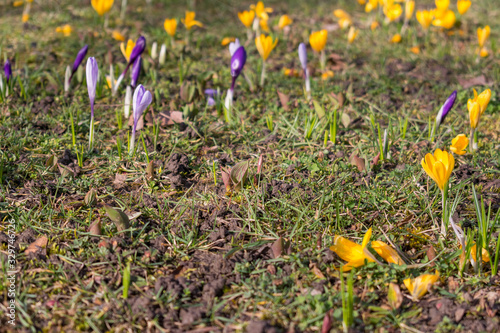 Gelbe und lilane Krokusse auf einer Wiese im Frühling